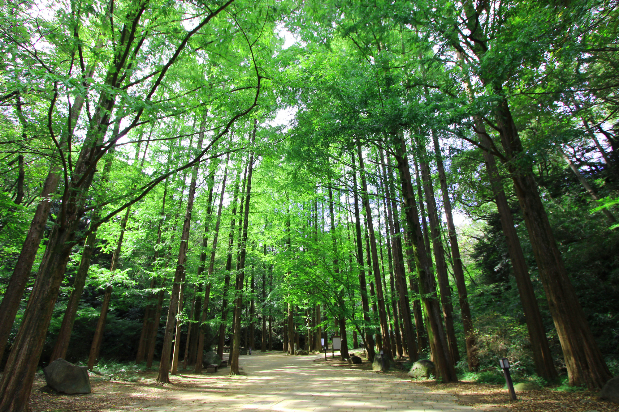 生田緑地内の森林